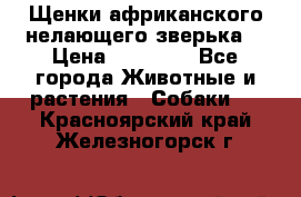 Щенки африканского нелающего зверька  › Цена ­ 35 000 - Все города Животные и растения » Собаки   . Красноярский край,Железногорск г.